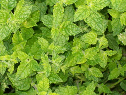 Máta jahodová ( Mentha species " Erdbeerminze")