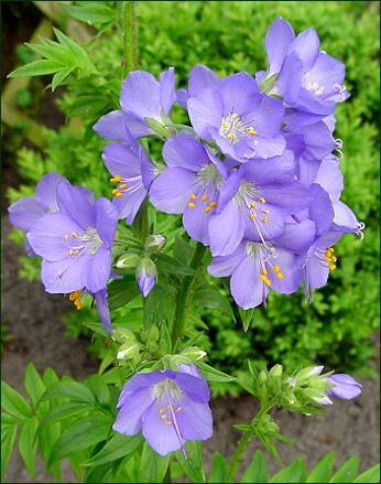 Jirnice modrá(Polemonium caeruleum) 