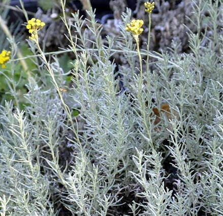 Smil italský  - Kari (Helichrysum italicum ssp.serotinum " Aladin "). 