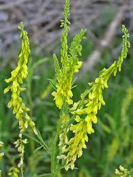 Komonice lékařská (Melilotus officinalis). 