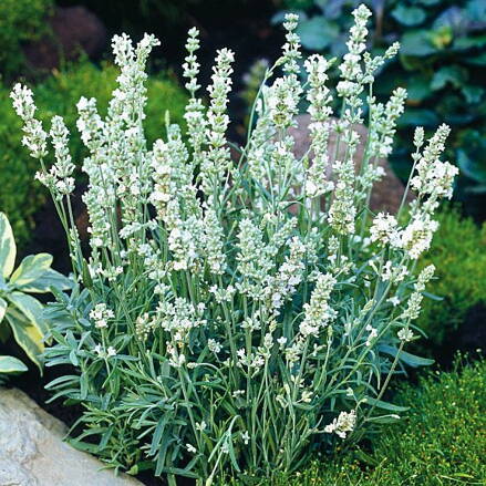 Levandule lékařská bílá "Ellagance Ice"(Lavandula angustifolia "Ellagance Ice"). 