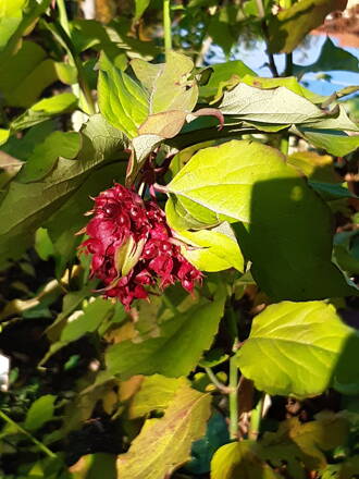 Leycesteria krásná (Leycesteria formosa)