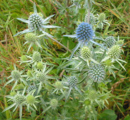 Máčka plocholistá (Eryngium planum)