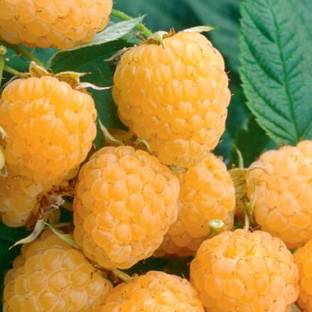 Maliník 'Promyk' (Rubus idaeus 'Promyk')