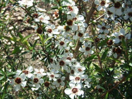 Manuka  - Balmín metlatý (Leptospermum scoparium),