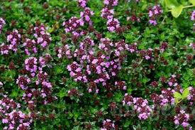 Mateřídouška úzkolistá  (Thymus serpyllum). 