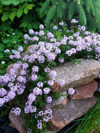 Mateřídouška ( Thymus longicaulis)