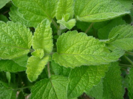 Meduňka mandarinková - krétská (Melissa officinalis ssp.altissima). 