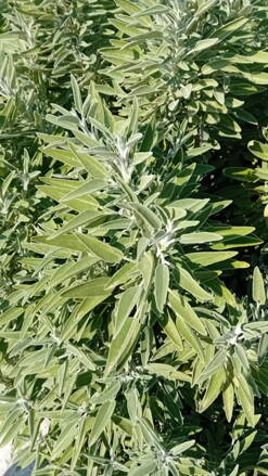 Šalvěj lékařská s marcipánovou vůní!  (Salvia officinalis Mandala silver).