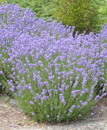 Levandule lékařská modrá "Munsted Strain"(Lavandula angustifolia ).
