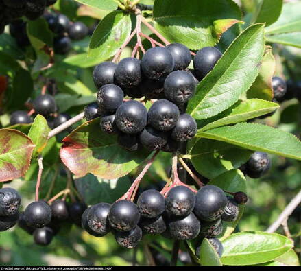 Aronia  prunifolia 'NERO' Temnoplodec, černý jeřáb Nero