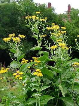 Oman pravý (Inula helenium).