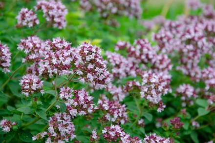 Dobromysl obecná Oregano (l Origanum vulgare
