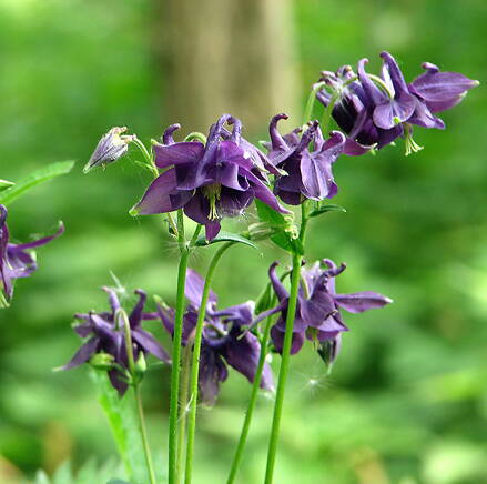 Orlíček obecný (Aquilegia vulgarit)