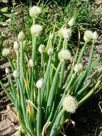 Cibule zimní (Allium fistulosum) ruská, zimní, ošlejch Cibule zimní (Allium fistulosum) ruská, zimní, ošlejch
