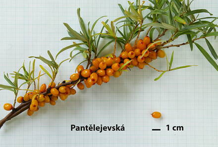 Rakytník řešetlákový (Hippophae rhamnoides) -Pantělejevská  - samice