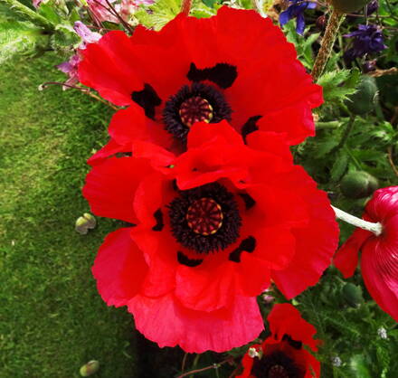 Mák východní 'BEAUTY OF LIVERMERE'  (Papaver orientale )