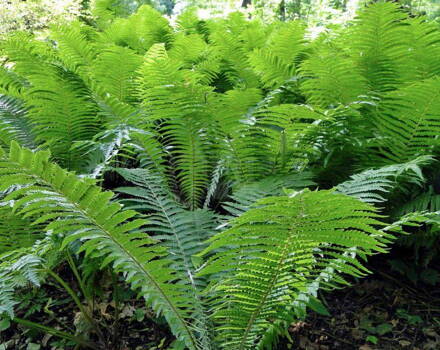 Pérovník pštrosí nestor ( Matteuccia struthiopteris sin. Osmunda)