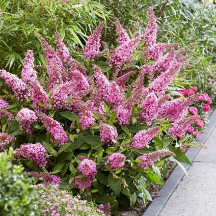 Komule davidova trpasličí "Summer bird Pink (Buddleia davidii).