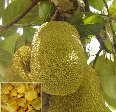 Jackfruit -  Chlebovník různolistý ((Artocarpus heterophyllus))