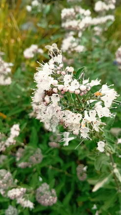 Ořechokřídlec clandonský 'Camara Pink '( Caryopteris clandonensis ')