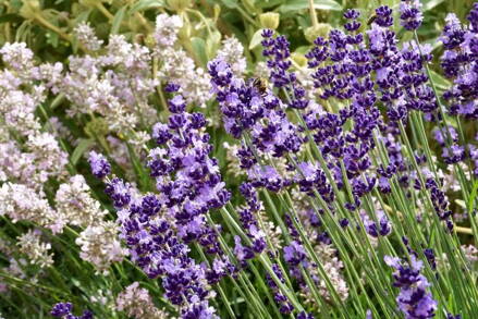 Levandule lékařská  Blue a White Scent Early směs bílé a modré (Lavandula angustifolia  Mix Blue /White Scent Early)