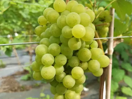 Réva vinná 'Iza Zaliwska' (Vitis vinifera 'Iza Zaliwska')