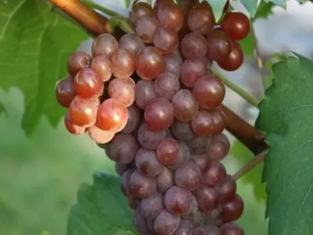 Réva vinná 'Festivalnyj' (Vitis vinifera 'Festivalnyj')