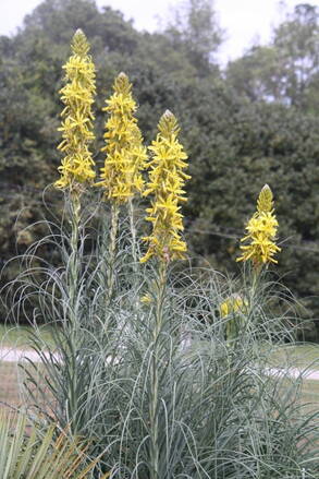 Asfodelka žlutá (Asphodeline lutea)