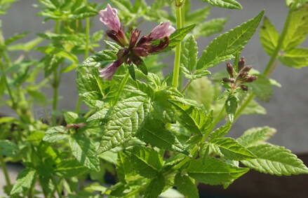 Cedronella kanárská (Cedronella canariensis)