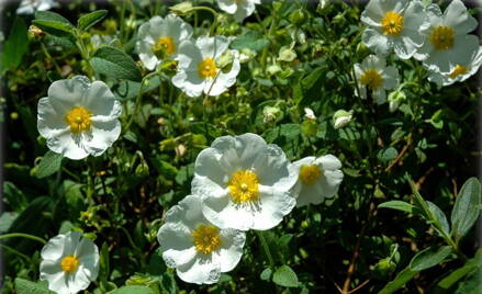 Cist vavřínolistý ( Cistus laurifolius)