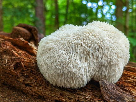 Korálovec ježatý- 30% extrakt. 90 kapslí.