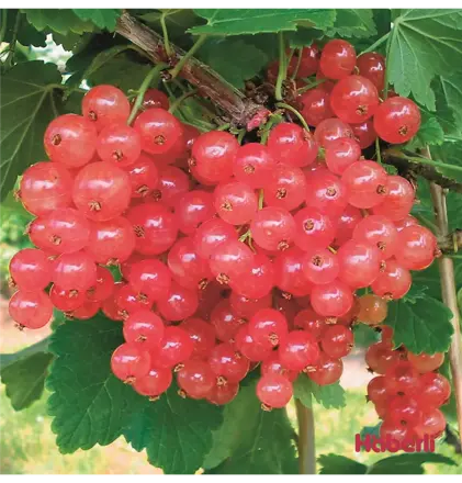 Rybíz růžový Rosalina Rosa (Ribes rubrum "Rosalina")