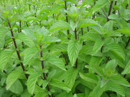 Máta durynská  multimenta/purple blue (Mentha 