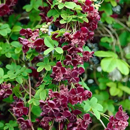 Akebie pětičetá (Akebia quinata) Čokoládové víno Bai Mu Tong - Jedna rostlina v květináči!