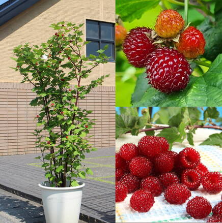 Malinový stromek, Malinová věž, MALINÍK STROMEČKOVITÝ, Malinový medveď  (Rubus  ´RASPBERRY TOWER HARA´ )