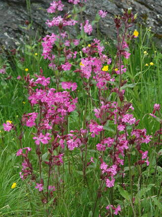 Smolnička obecná (Lychnis viscaria)