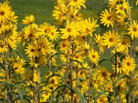Maxmilianova slunečnice (Helianthus maximiliani)