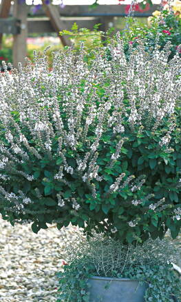 Bazalka vytrvalá  - 'Magic White® (Oscimum bazilicum - 'Magic White®)