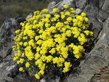 Tařice skalní (Aurinia saxatilis)