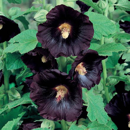 Topolovka řůžova černá - Alcea rosea Nigra