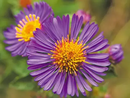 Astřička novoanglická (Symphyotrichum novae-angliae)