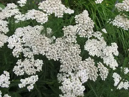 Řebříček obecný tetraploidní PROA (Achillea millefolium)