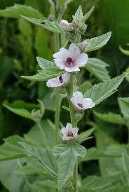 Proskurník lékařský ( Althaea officinalis). Slezová růže