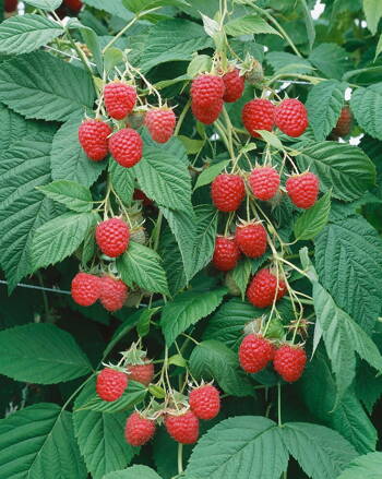 Maliník 'Clarita' (Rubus idaeus 'Clarita')