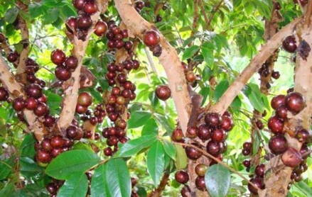 Jaboticaba (Plinia cauliflora) Red hybrid