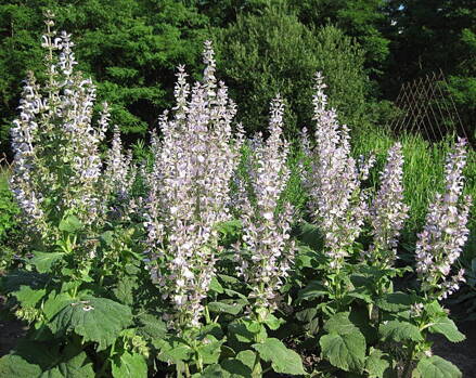 Šalvěj muškátová (Salvia sclarea). 