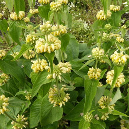 Sápa Russelova (Phlomis russeliana)  Jeruzalémská šalvěj