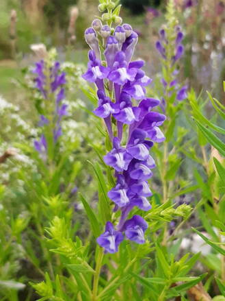 Šišák bajkalský (Scutellaria baicalensis). 