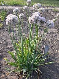 Česnek sibiřský (Allium nutans L.) .  